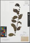 Foto von Salix myrsinifolia Salisb.